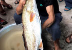 Ngư dân Nghệ An câu được cá nghi sủ vàng gần 5 kg