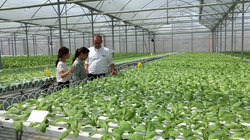 Bí thư tỉnh học trồng chanh leo, cả ban thường vụ lo bán nhãn Bí thư tỉnh học trồng chanh leo, cả ban thường vụ lo bán nhãn