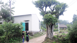 Vùng đất những cây duối cổ quý hiếm, cả làng giữ như giữ vàng Vùng đất những cây duối cổ quý hiếm, cả làng giữ như giữ vàng