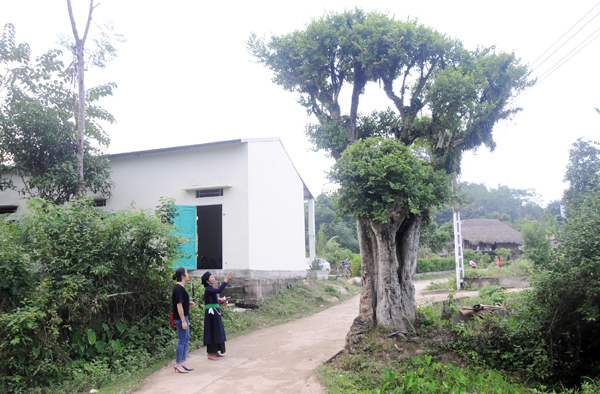 Vùng đất những cây duối cổ quý hiếm, cả làng giữ như giữ vàng