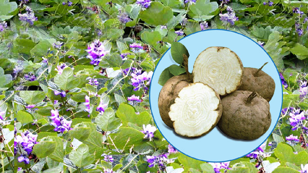 Sâm tố nữ bổ sung estrogen gấp 10.000 lần mầm đậu nành