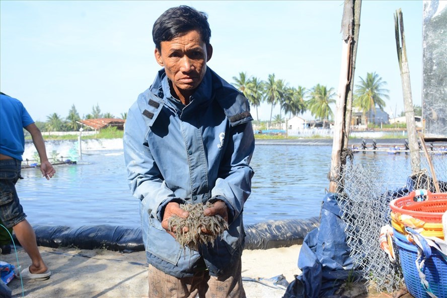 Nghi vấn 900 nghìn con tôm bị đầu độc ở Quảng Nam