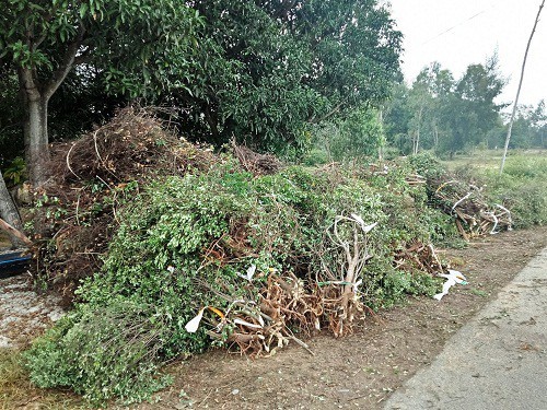Cây dại làm củi bỗng được săn lùng, đào cả gốc bán sang Trung Quốc