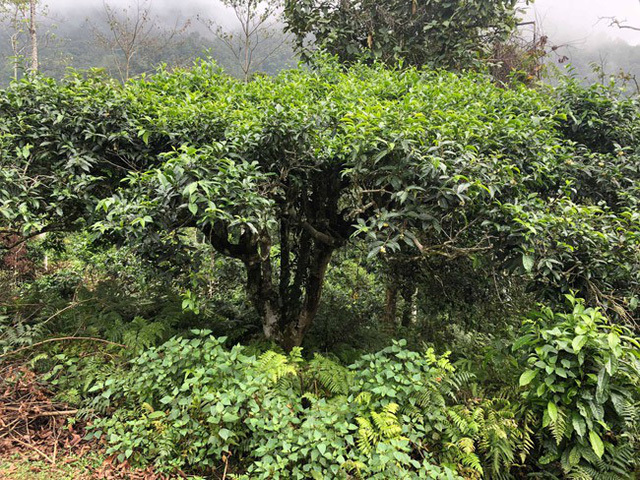 The Chinese special tea sold almost 40 billion / kg, Vietnam also the woodland