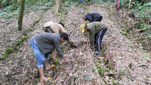 Tiếp cận chuỗi giá trị trong phát triển vùng dân tộc thiểu số