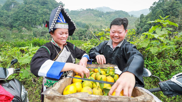 Dân Pa Dí thu nhập hàng trăm triệu nhờ bán quýt ngọt qua mạng
