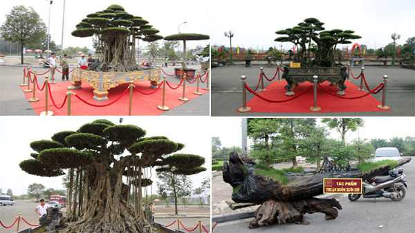 Siêu cây dát vàng giá chục tỷ đọ dáng cùng cây 200 tuổi ở Hà Nội