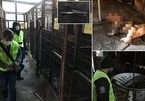 Bên trong lò giết mổ chó lớn nhất Hàn Quốc