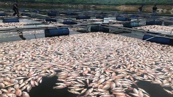 Quảng Nam: Hơn 50 tấn cá chết nổi trắng mặt hồ