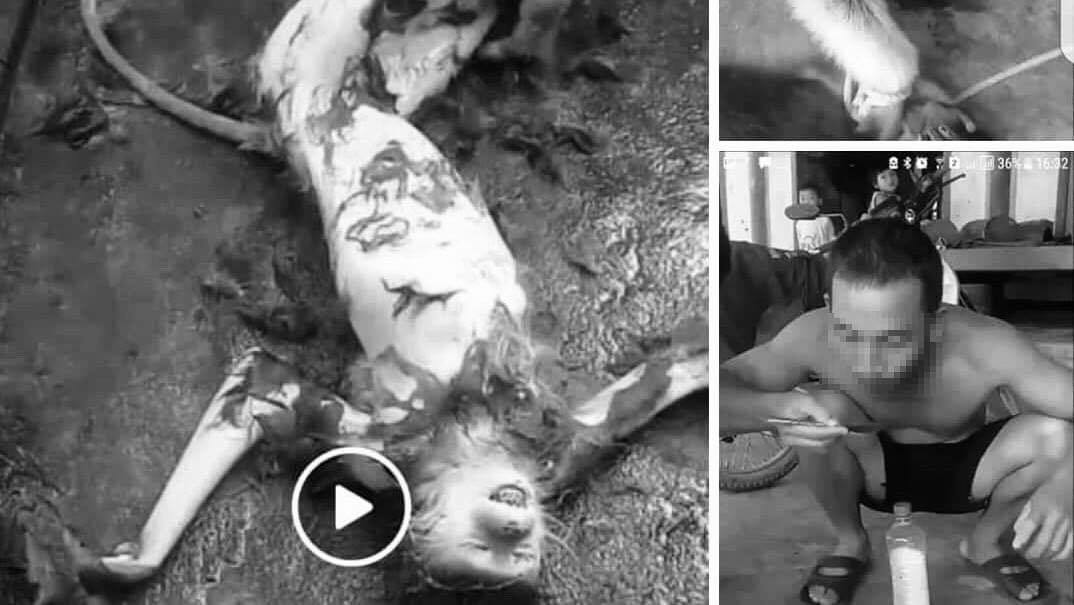 Chặt đầu khỉ đăng Facebook gây phẫn nộ: Lời khai các đối tượng