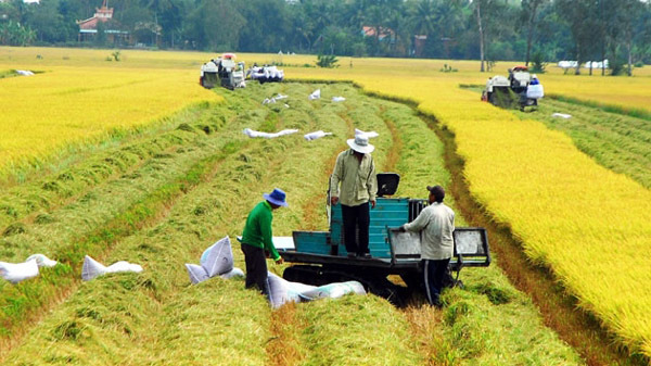 Ngành Nông nghiệp triển khai đồng loạt các giải pháp, quyết thực hiện ‘mục tiêu kép’