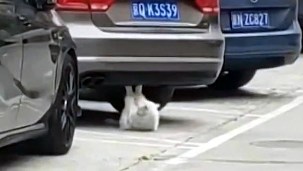 Dân mạng sốc thấy mèo tập gập bụng như người