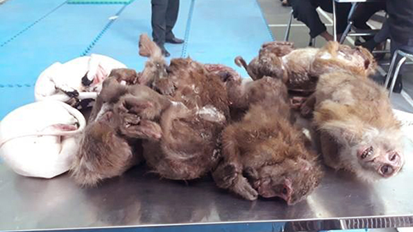 Nghệ An: Bắt giữ ô tô chở 6 con khỉ đã chết