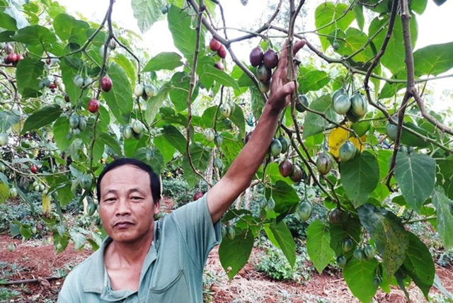 Thê thảm với cà chua từng được tâng bốc '1 triệu đồng/kg'