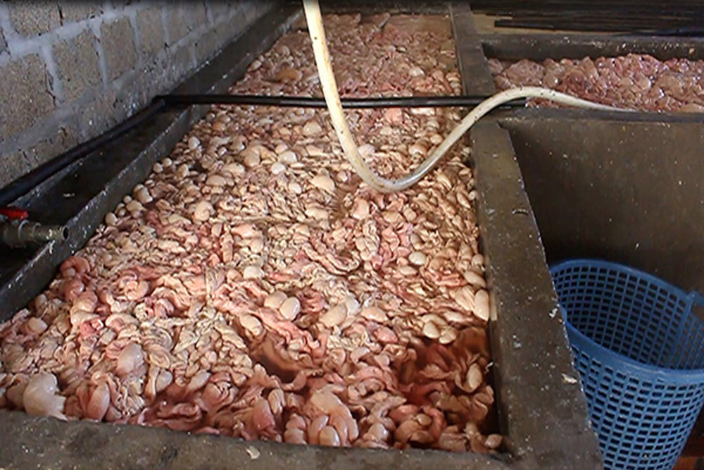 Quảng Ninh: Bắt quả tang cơ sở chế biến 20 tấn lòng lợn tẩm ướp hóa chất