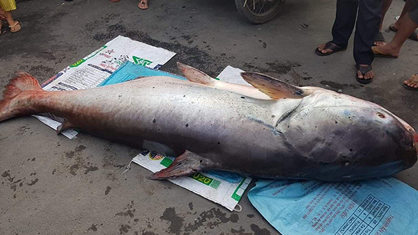 Cá tra dầu 'khủng' xuất hiện ở miền Tây