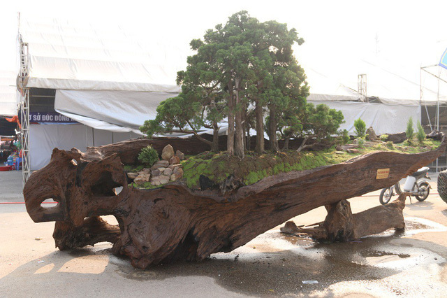 Cặp bonsai mọc trên gốc cây củi mục 'trăm tuổi' giá bạc tỷ ở Hà Nội
