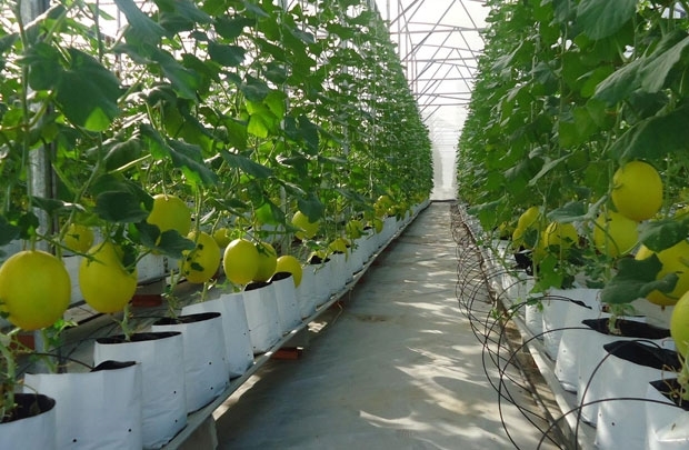 Quảng Ninh tái cơ cấu nông nghiệp theo hướng thâm canh