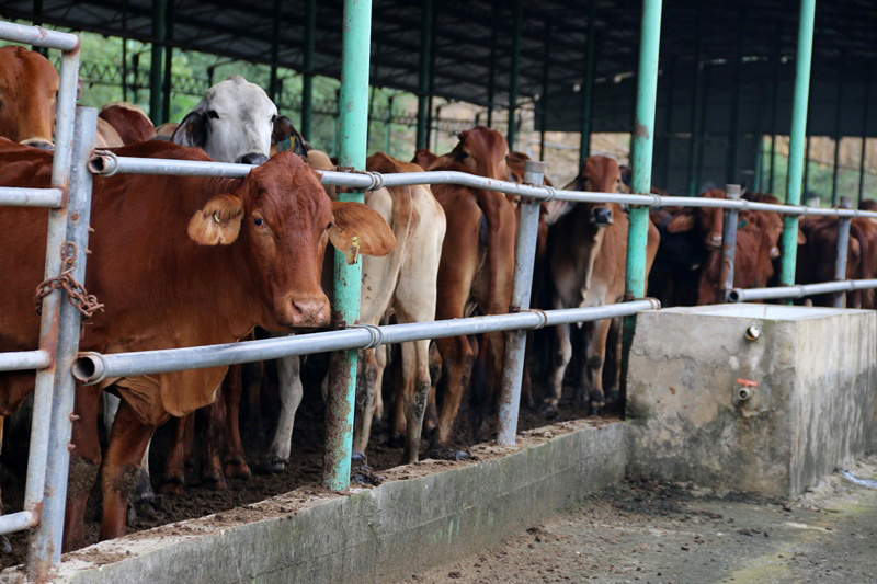 Trại bò 2.000 tỷ do BIDV bảo trợ vốn hoang tàn khó tin