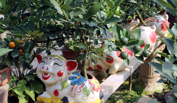 Heo vàng 5 triệu cõng quất bonsai chào tết Đinh Hợi 2019