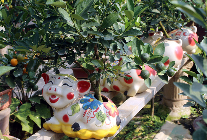 Heo vàng 5 triệu cõng quất bonsai chào tết Kỷ Hợi 2019