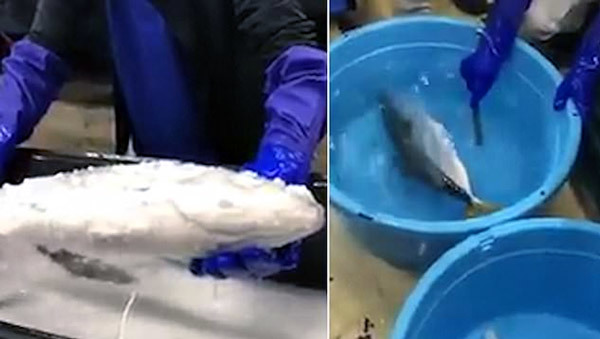 Xem người Nhật trổ tài hồi sinh cá đông lạnh bằng nước ấm