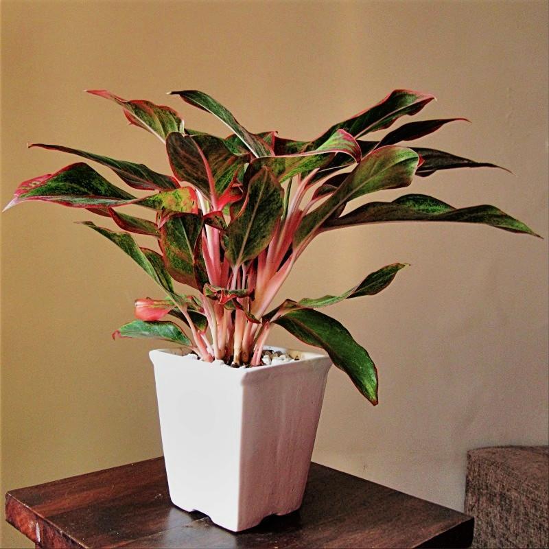 Tài lộc đua nhau ập tới khi trồng những cây này trong nhà