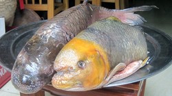 Những loài cá 'đắt như vàng' luôn được săn lùng