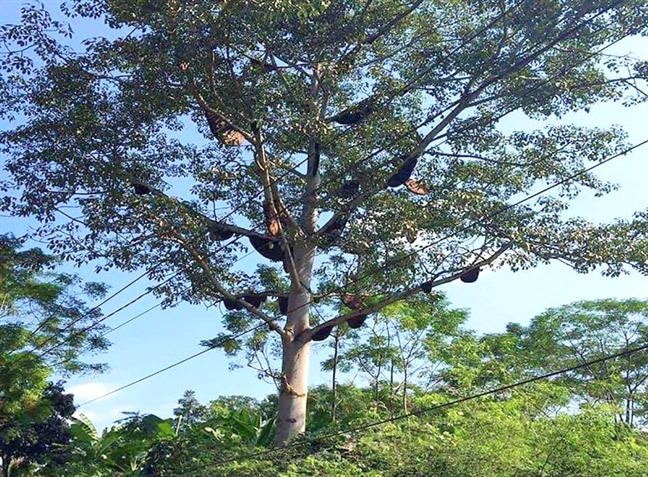 Kỳ lạ: 60 tổ ong rừng trên cây gạo, 30 triệu/tổ không bán