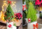 Mốt chơi 'cây thông' lạ mùa Noel năm nay, chủ shop thu 50 triệu/ngày