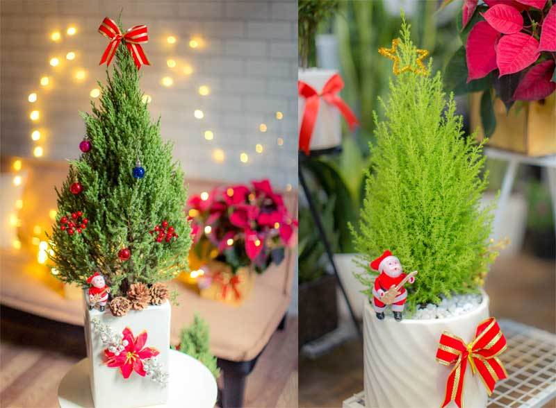 Mốt chơi 'cây thông' lạ mùa Noel năm nay, chủ shop thu 50 triệu/ngày