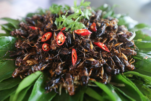 Người đàn ông bắt dế 'gáy' ra tiền