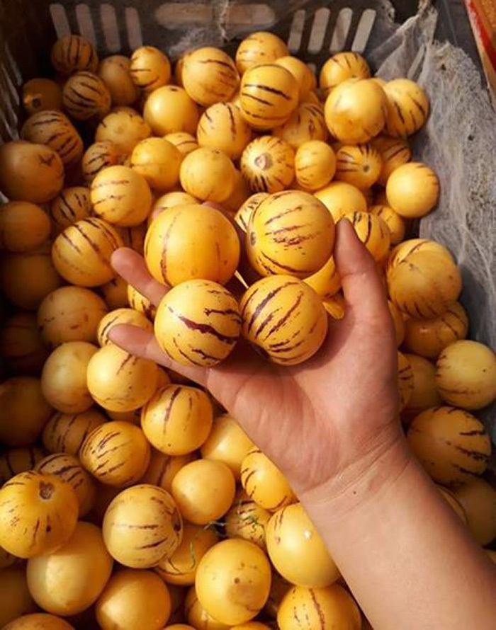 NGƯỜI CẦM QUẢ SÂM SỮA CHÍN VÀNG BÊN VƯỜN CÂY NHIỆT ĐỚI TƯƠI TỐT