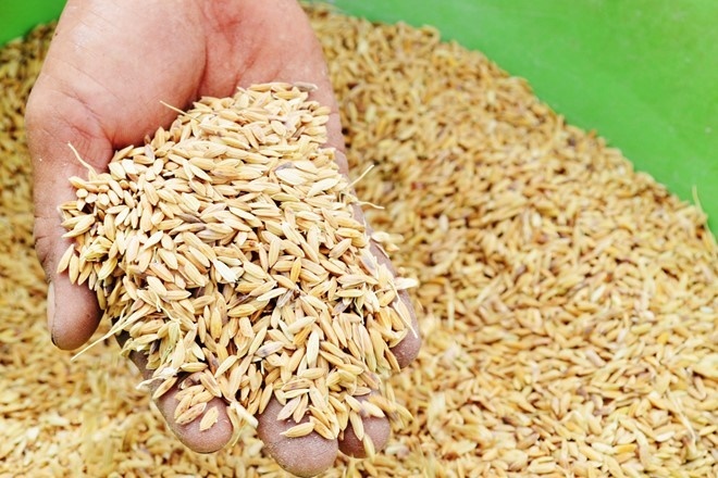 Xuất cấp 1.200 tấn hạt giống hỗ trợ người dân gặp thiên tai