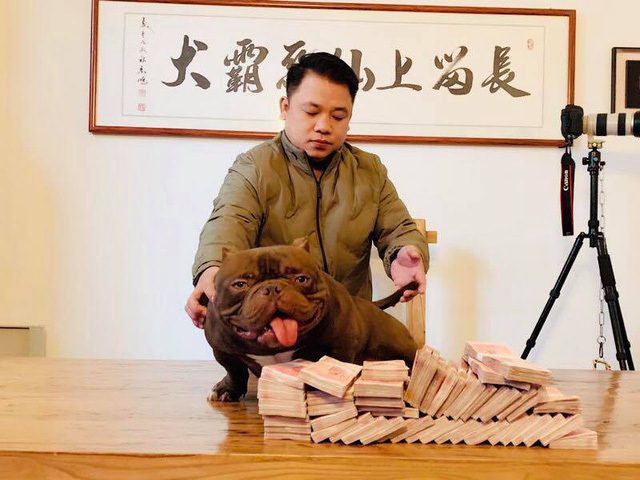 Đại gia chi 2,6 tỷ đồng rước chó 'cơ bắp' siêu 'khủng' về Việt Nam