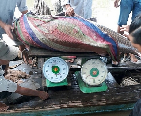 Bắt được cá hô vàng nặng 125 kg, ngư dân Vĩnh Long bỏ túi hơn 300 triệu