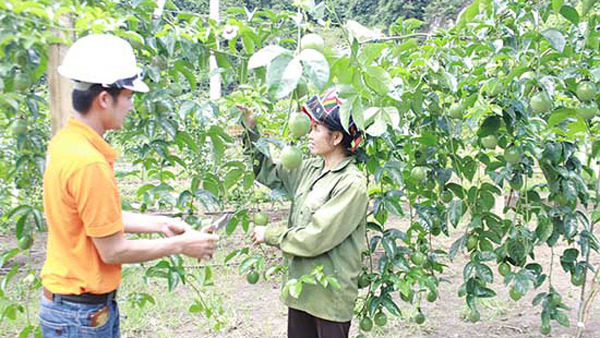 Có chuẩn GlobalGAP, nông dân ung dung lãi trăm triệu/vụ