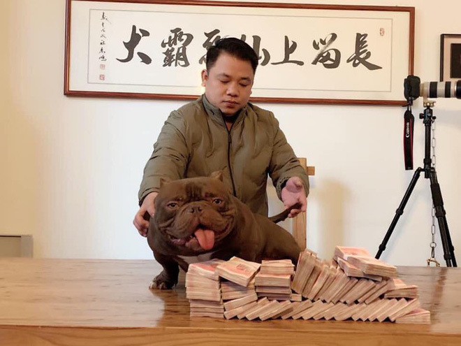 Chó Biên Hòa khổng lồ 2,6 tỷ là giống chó vạm vỡ và là giống chó có màu nâu đỏ đẹp nhất Trung Quốc.