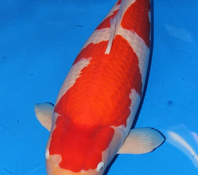 Cá Koi - Quốc ngư xứ mặt trời mọc phá kỷ lục với giá gần 2 triệu USD