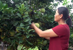Bỏ việc, bán nhà Hà Nội về quê trồng cả đồi bưởi thu tiền tỷ