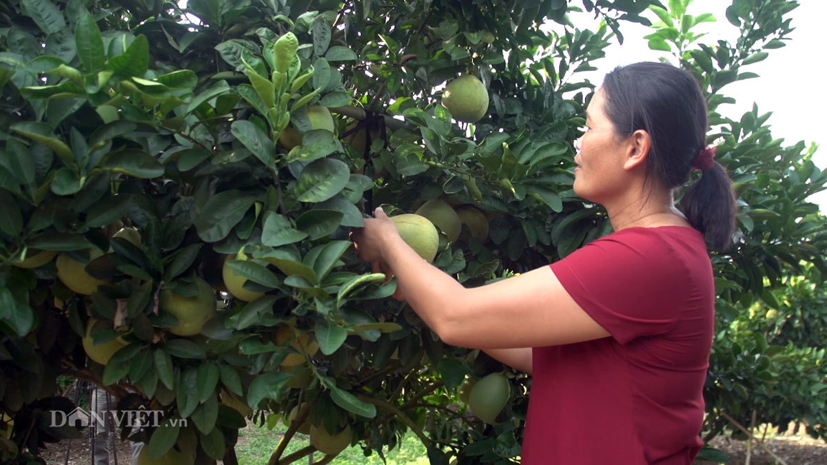 Bỏ việc, bán nhà Hà Nội về quê trồng cả đồi bưởi thu tiền tỷ