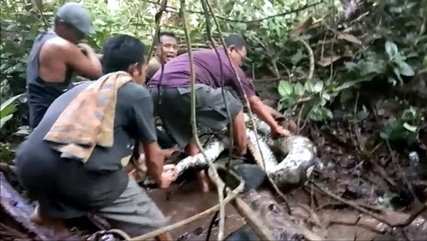 Xem dân làng liều mình quây bắt trăn khổng lồ