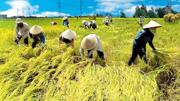 Hội nông dân Việt Nam đã có 10,2 triệu thành viên