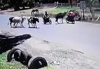 Kinh hoàng bò húc người đi xe máy văng xuống lề đường
