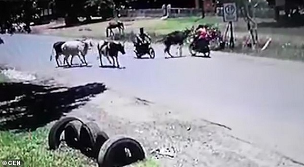 Kinh hoàng bò húc người đi xe máy văng xuống lề đường