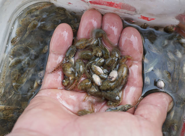 Vớt con nòng nọc đáng sợ để ăn: Đặc sản bổ dưỡng nhìn không dám nuốt