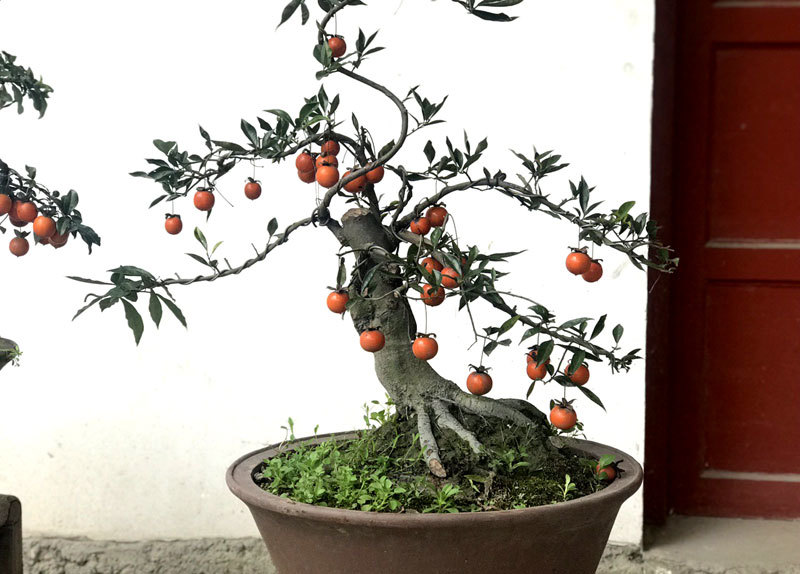 Hồng đá bonsai giá 1 tỷ đồng: Đại gia bí ẩn xuống tiền chơi Tết