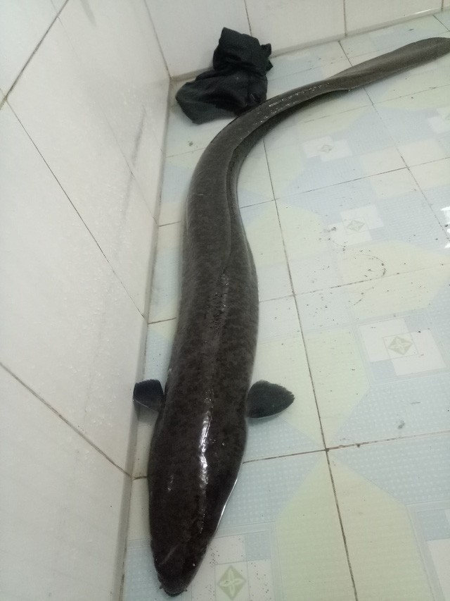 Bí ẩn miền Tây xứ Nghệ: Loài cá nặng hàng yến, dài cả mét