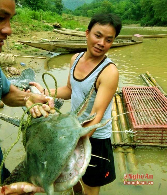 Bí ẩn miền Tây xứ Nghệ: Loài cá nặng hàng yến, dài cả mét Ca-khung-3