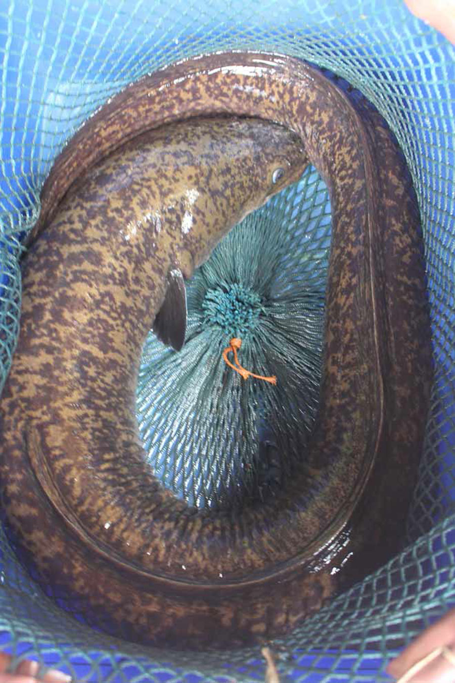 Bí ẩn miền Tây xứ Nghệ: Loài cá nặng hàng yến, dài cả mét Ca-khung-7